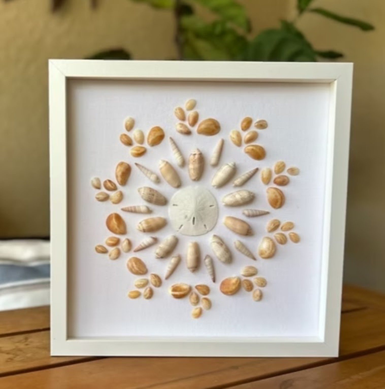 Seashell sun